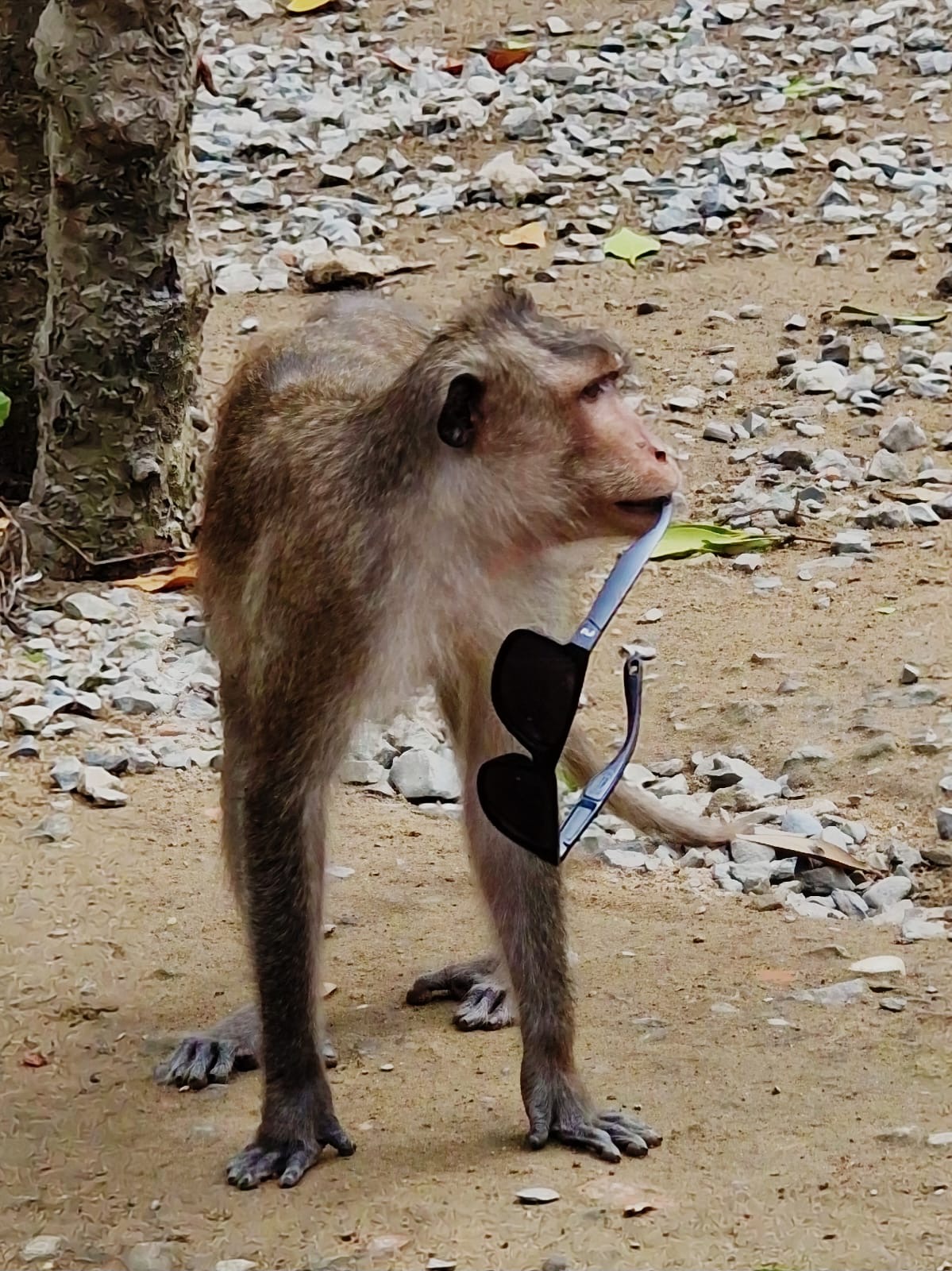 Explore Monkey Island - Can Gio Biosphere Reserve Day Tour (ECO tour) - Image 2